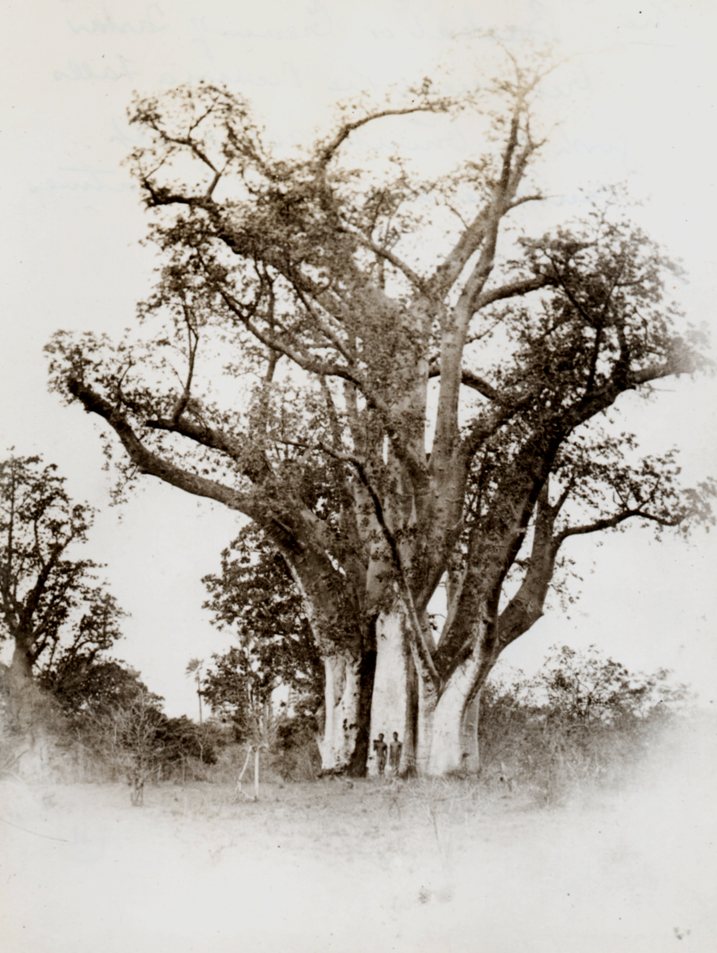 baobab